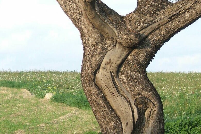 Дерево Иисуса Христа (Дерево Распятия) , Мальта