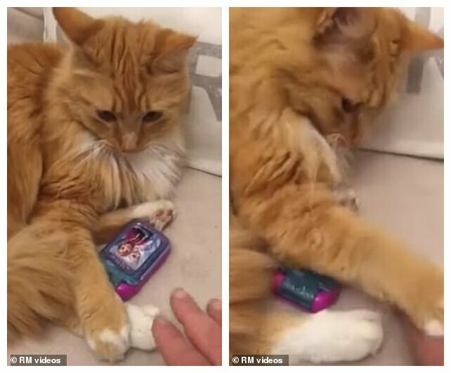 Видео: кошка отняла у ребенка игрушечный телефон и отказывается отдавать