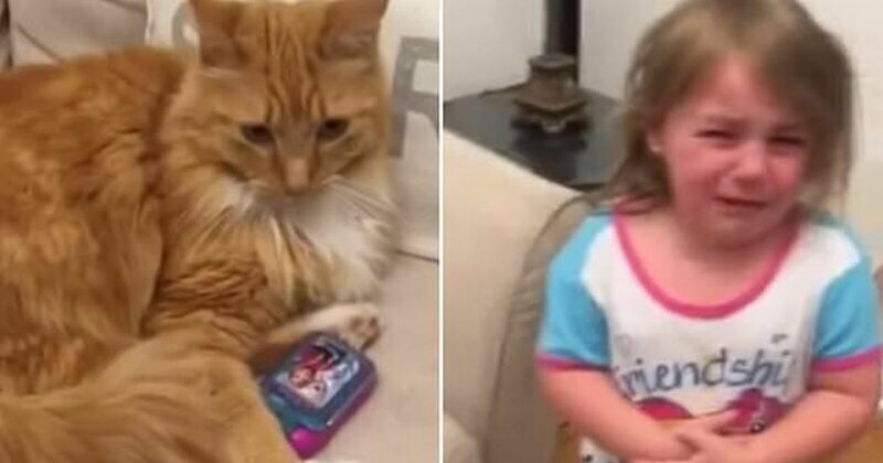 Видео: кошка отняла у ребенка игрушечный телефон и отказывается отдавать