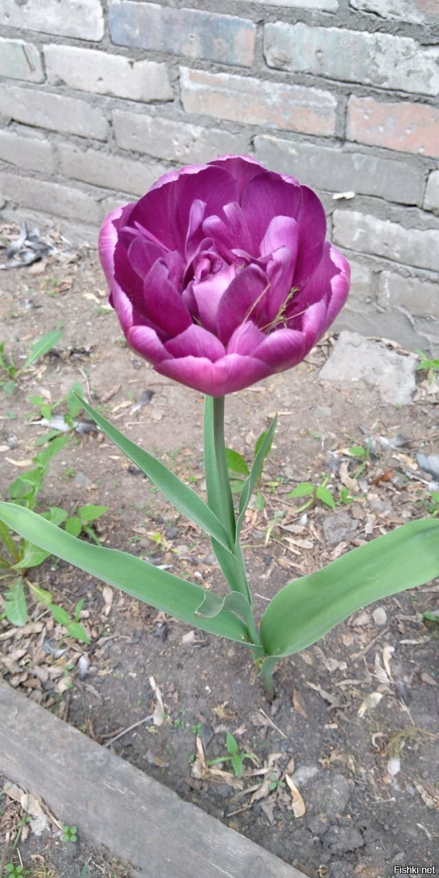 Тюльпан с тюльпаном внутри =)