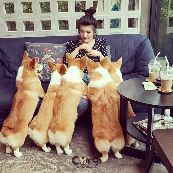 В Таиланде открылось кафе с собаками корги
