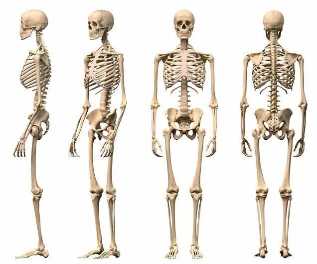 11. Четверть костей в человеческом теле находится в ногах