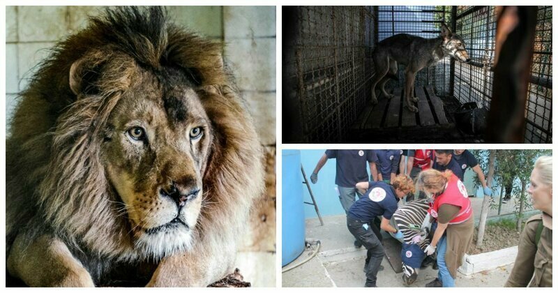 Зоозащитники спасли обитателей "худшего зоопарка мира"