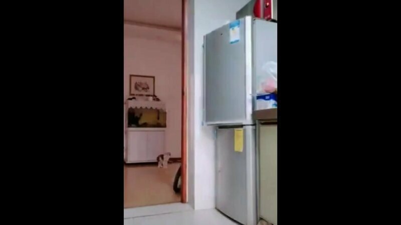 Успешное ограбление холодильника 