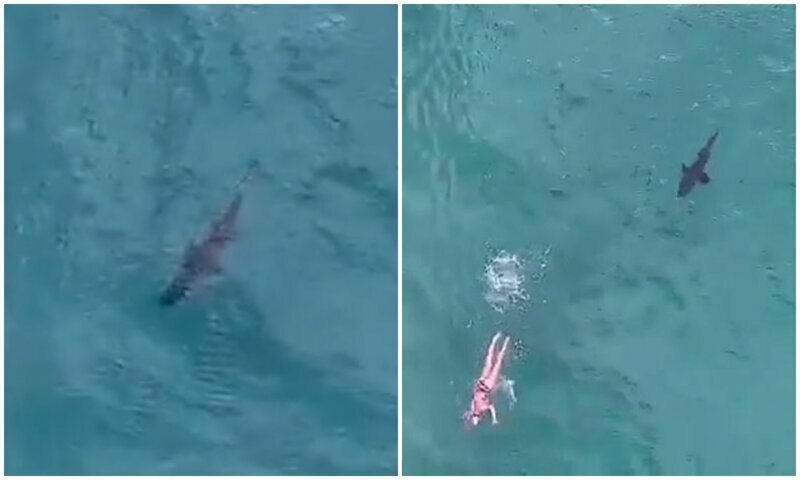 Беспилотник заснял акулу, преследующую пловца у побережья Австралии