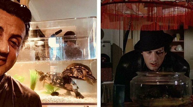 Старые друзья: Сильвестр Сталлоне и две черепахи из фильма «Рокки» встретились спустя более 40 лет