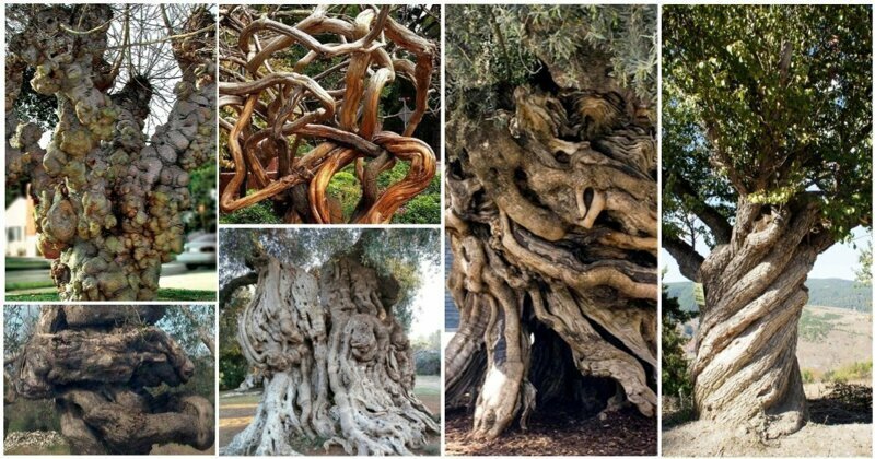 20 деревьев, над которыми поиздевалась природа, превратив их в монстров