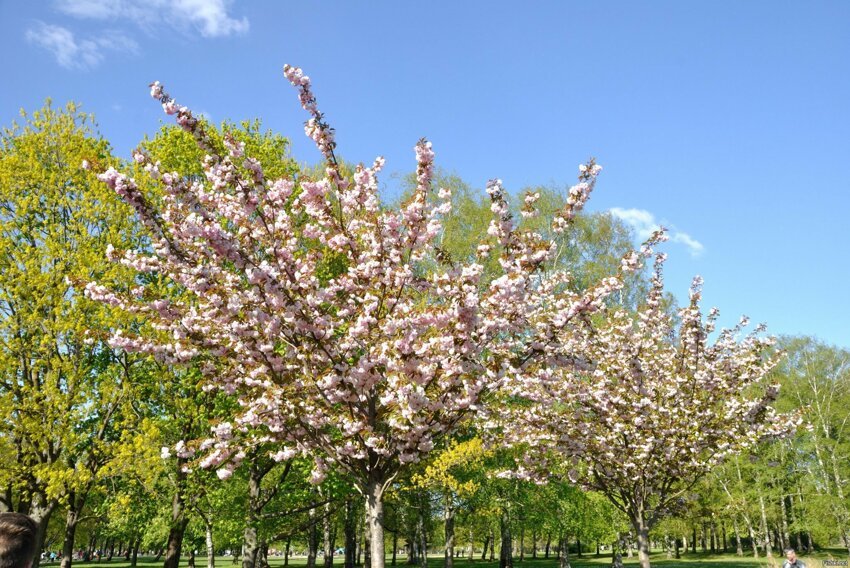 В Риге в Парке Победы цветёт сакура