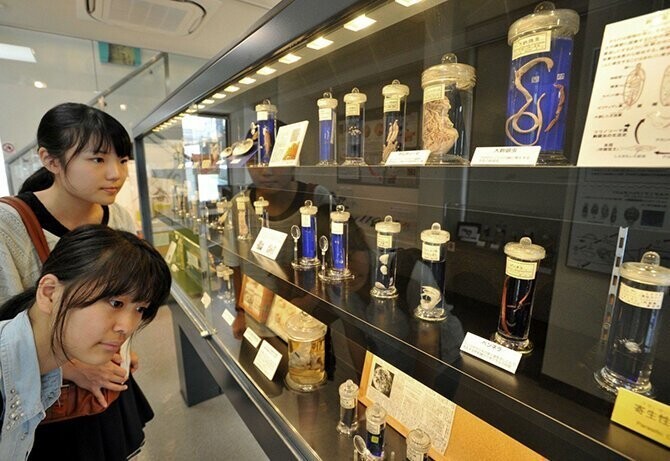 Паразитологический музей в Мегуро (The Meguro Parasitological Museum), Токио