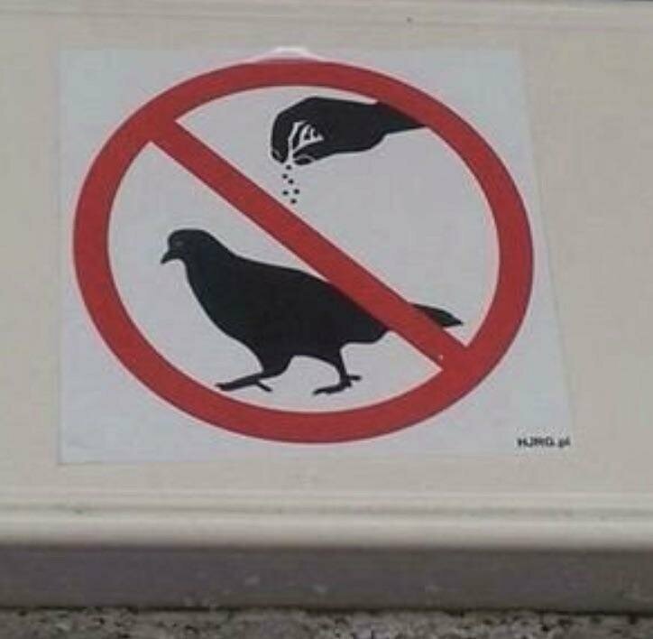 19. «Пожалуйста, не солите птиц»