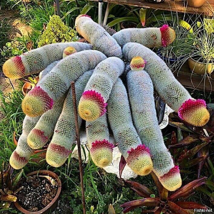 Mammillaria cactus