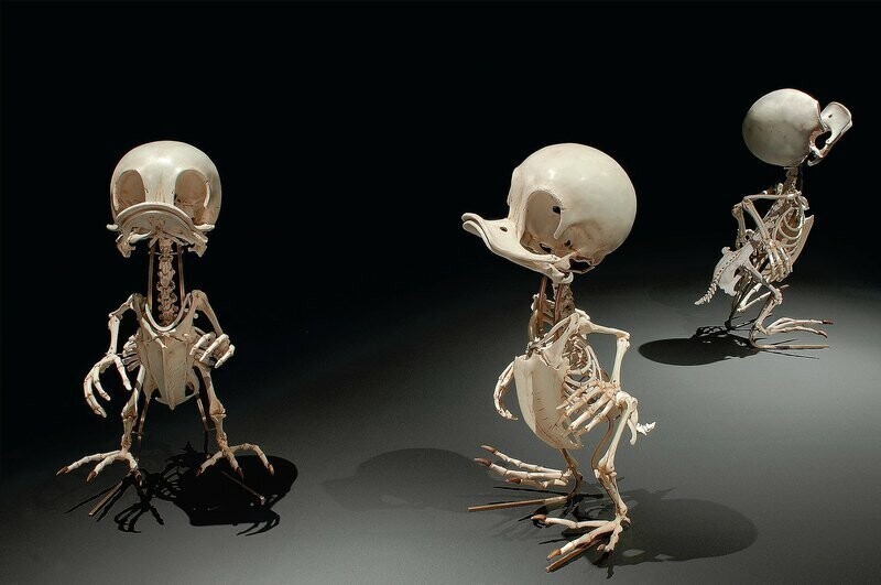 С 2001 года Хьюнко принимает участие в сборных выставках, а в 2004-м прошла его первая сольная выставка в художественном музее Суньок в Сеуле. Правда, анимационных скелетов там не было, они появились чуть позже.