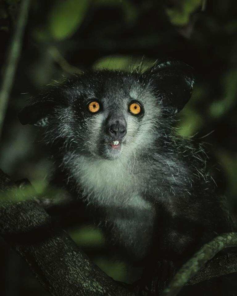 Потрясающие фотографии животных Мадагаскара