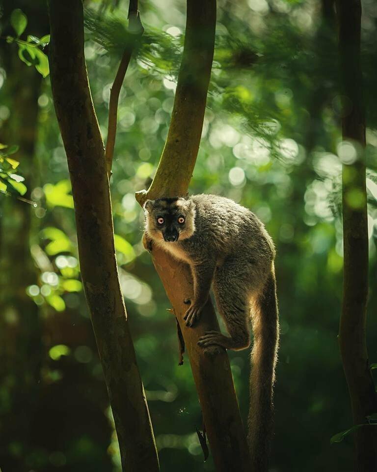 Потрясающие фотографии животных Мадагаскара