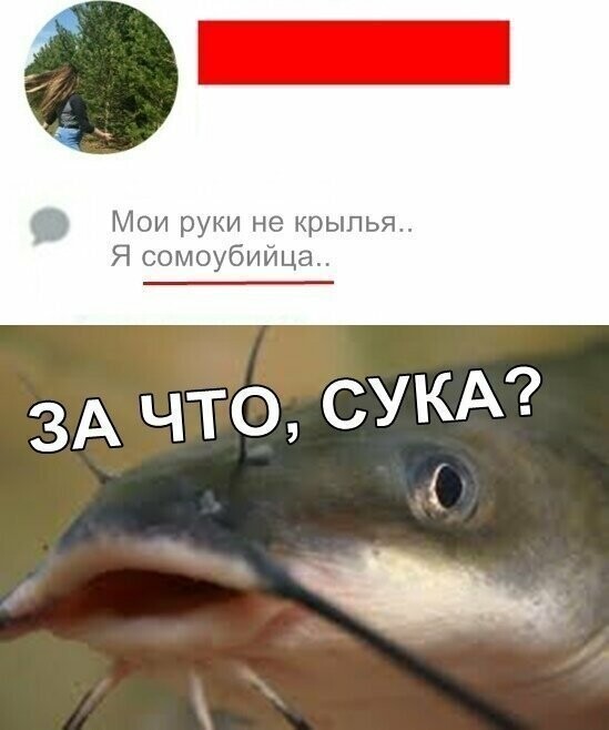 Прикольные и смешные картинки