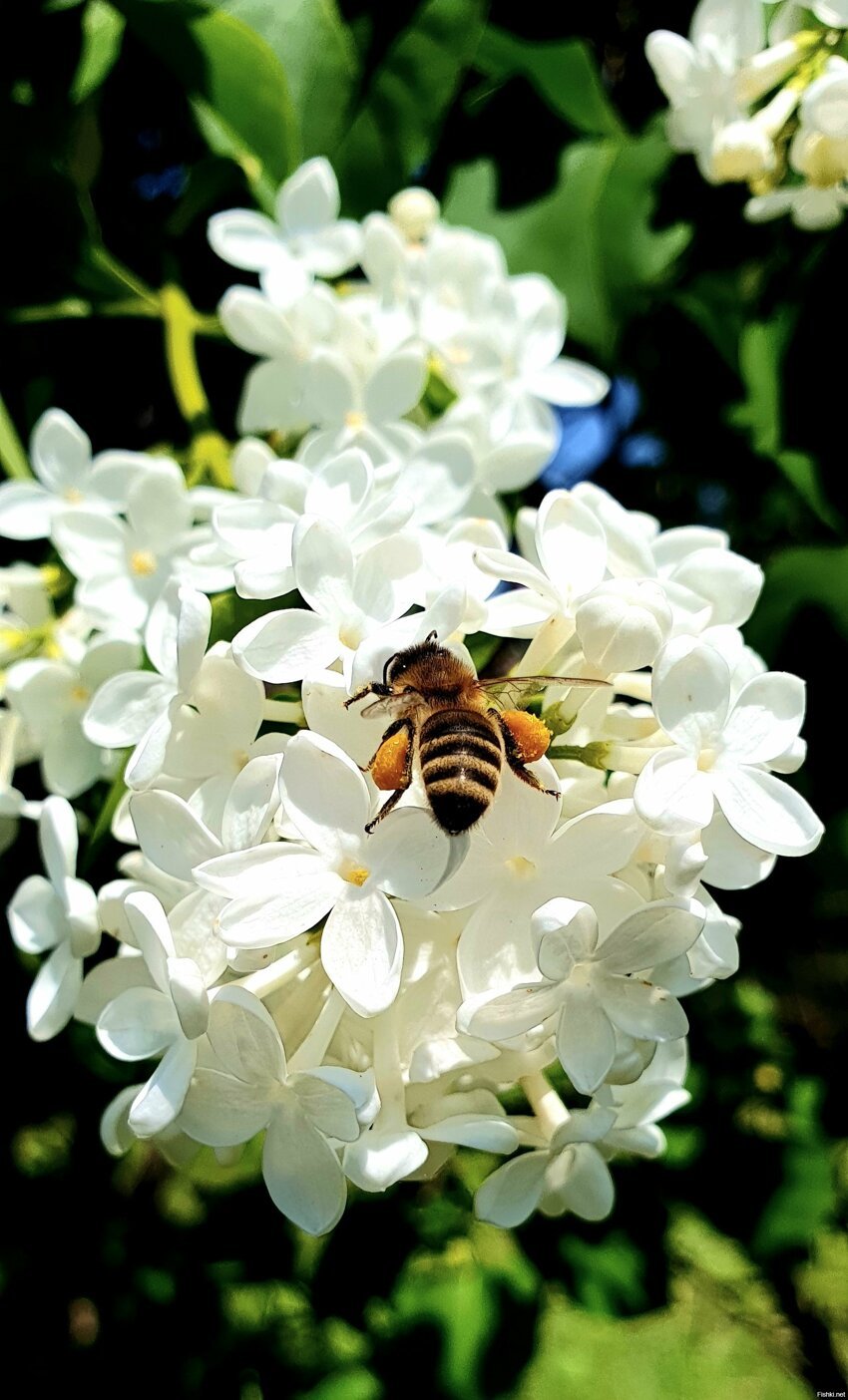 Цветение сирени