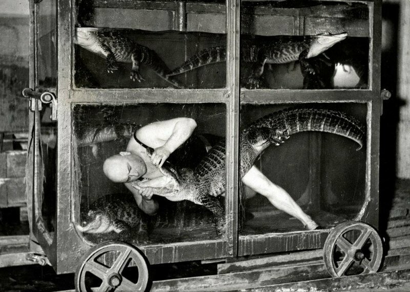 Цирковой артист в вагоне-аквариуме с крокодилами. Берлин, 1933 год.