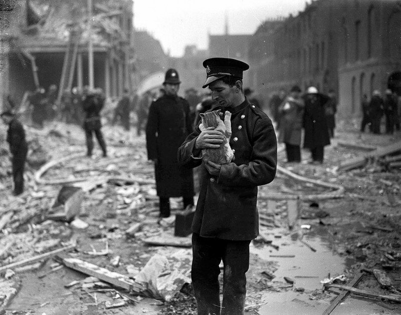 Спасатель с кошкой среди разрушений и обломков, вызванных ФАУ на Джадд-стрит в Лондоне, 13 февраля 1945 года.