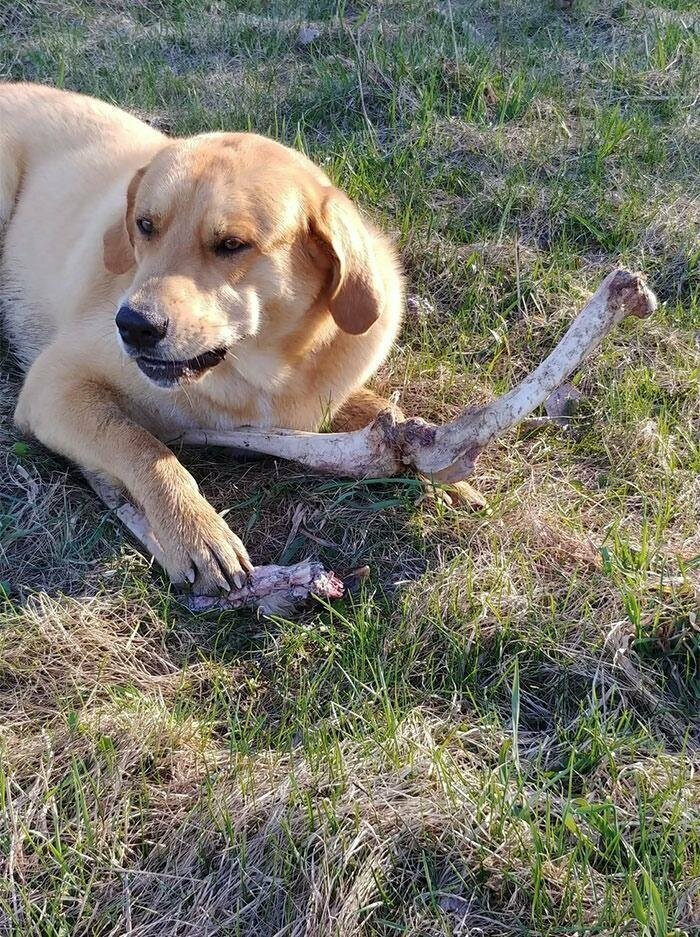 Барибал, живущий неподалеку, приносит псу оленьи кости в обмен на доступ к мусорному баку