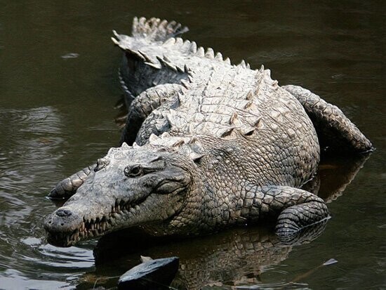 1. Крокодилы едят камни