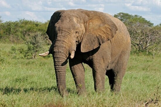 9. Слоны разумны