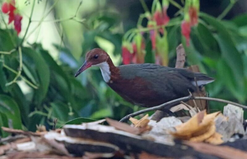 Вымерший вид птиц «воскрес» на Сейшелах