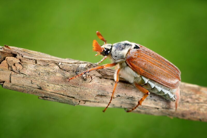 Редкий жук, ты враг или друг: почему майские жуки не встречаются ежегодно?
