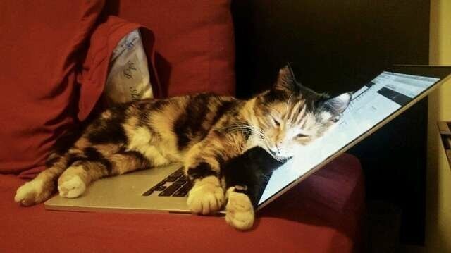 Во время отсутствия хозяйки кошка решила прогуляться по ноутбуку. Или полежать на нём. История умалчивает