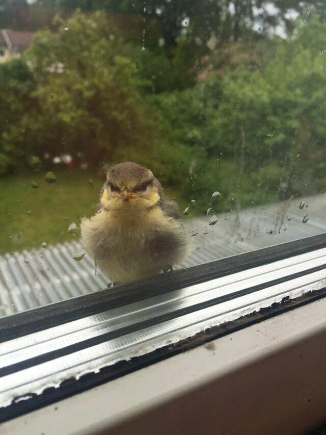 6. «Эта птица приземлилась у моего окна и уставилась на меня так, будто я убила всю её семью»