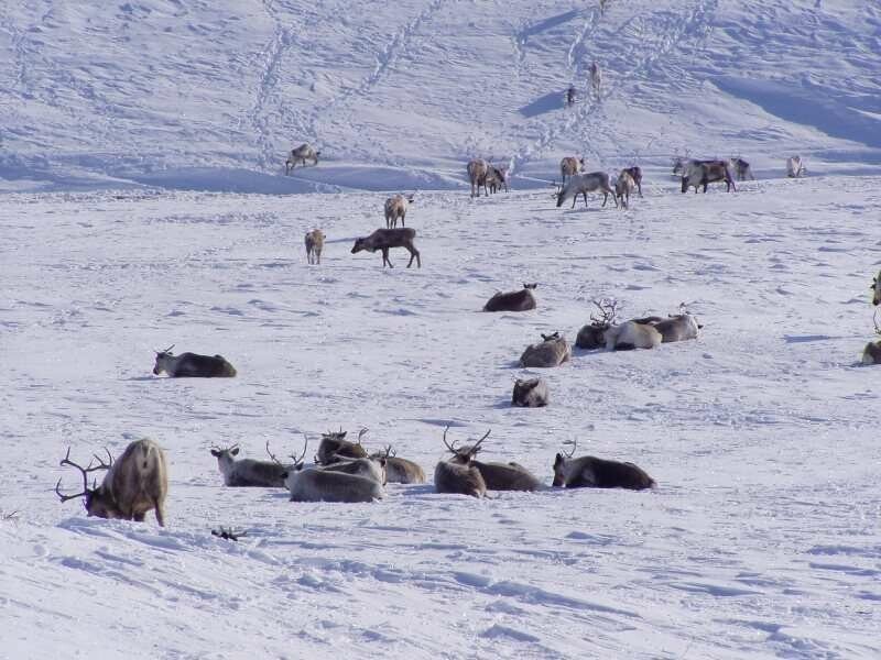 Остров на Камчатке сдали в аренду на 49 лет. Цена: 15 000р в год