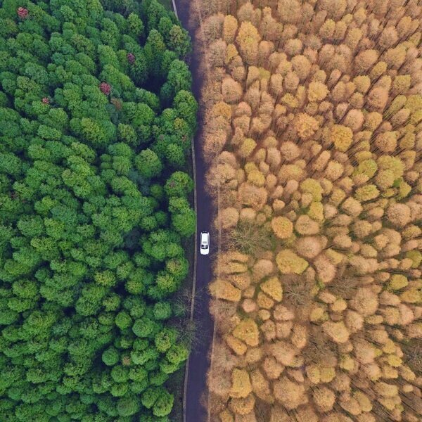 16. Автомобиль движется между лесами красного дерева и японского кедра на территории национального эко-парка в городе Чунцин на юго-запад Китая.