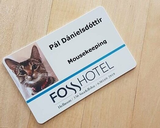 15. В Fosshotel в Snæfellsnes официально  работает кот-мышелов