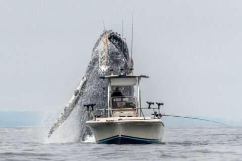 Калифорнийские рыбаки едва разминулись с китом