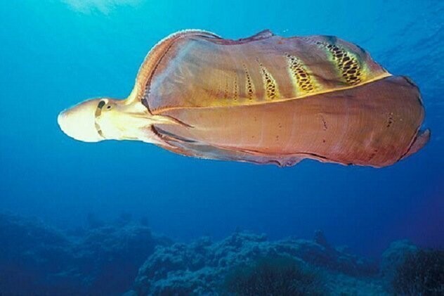 Ковровый (парящий) осьминог (Blanket Octopus)