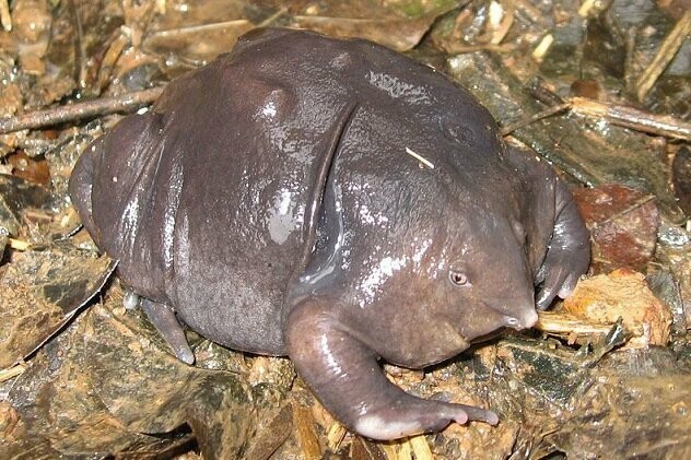  Индийская пурпурная лягушка (Indian Purple Frog)