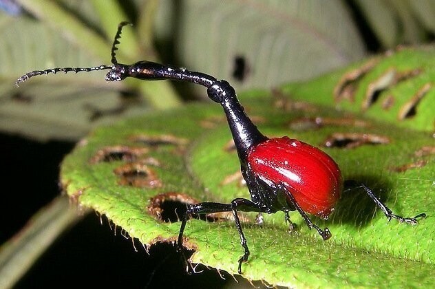 Долгоносик-жираф (Giraffe Weevil)