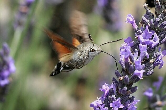 Языкан обыкновенный (Hummingbird Hawk-Moth)