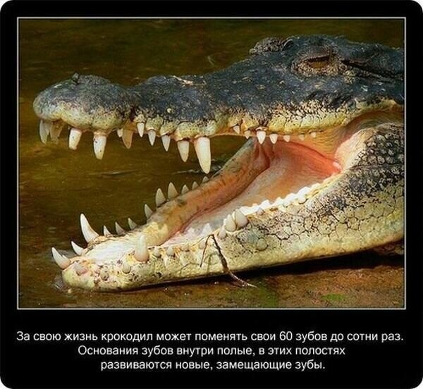 Факты о крокодилах и их среде обитания