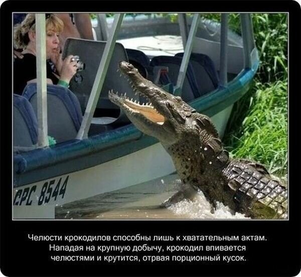 Факты о крокодилах и их среде обитания