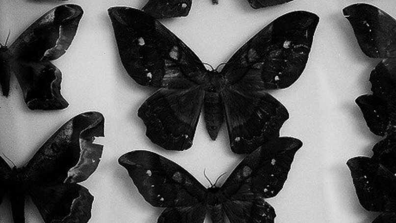 Сохранение темных бабочек в результате. Эстетика черного. Бабочка черного цвета. Бабочки Эстетика. Эстетика чёрного цвета.