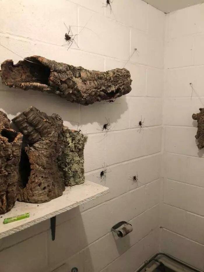 По стенам этого туалета ползают гигантские пауки и это — ад для арахнофобов