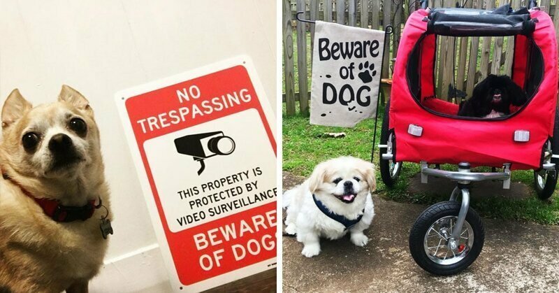 20 ситуаций, когда табличка «Осторожно, злая собака» нагло обманывала всех вокруг