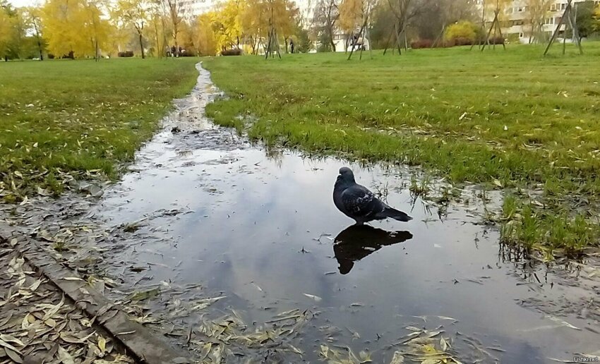 Солянка от 17.05.2019