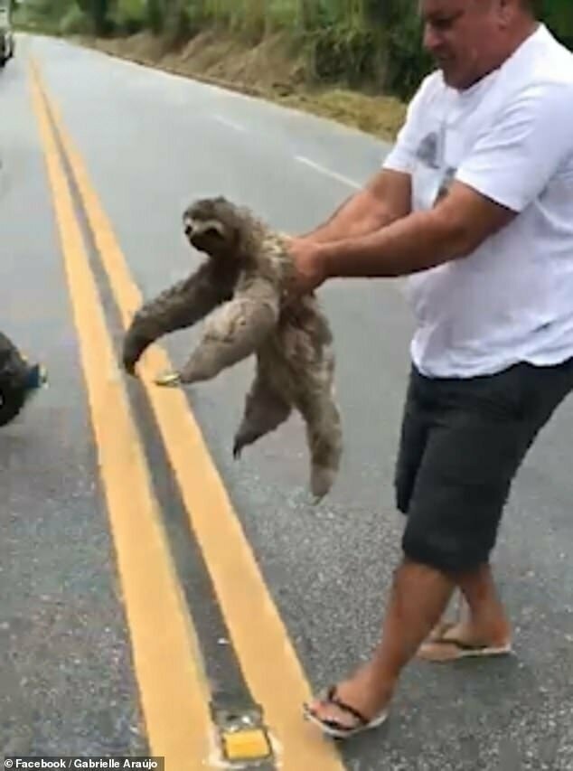 Мужчина поднял ленивца и отнес на обочину дороги
