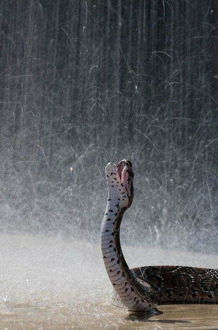 Змея наслаждается дождём
