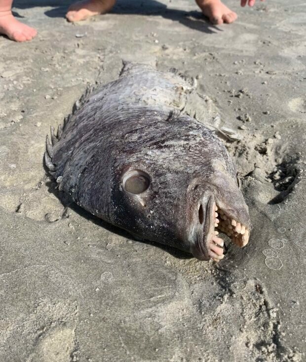 Американка нашла на пляже рыбу с человеческими зубами