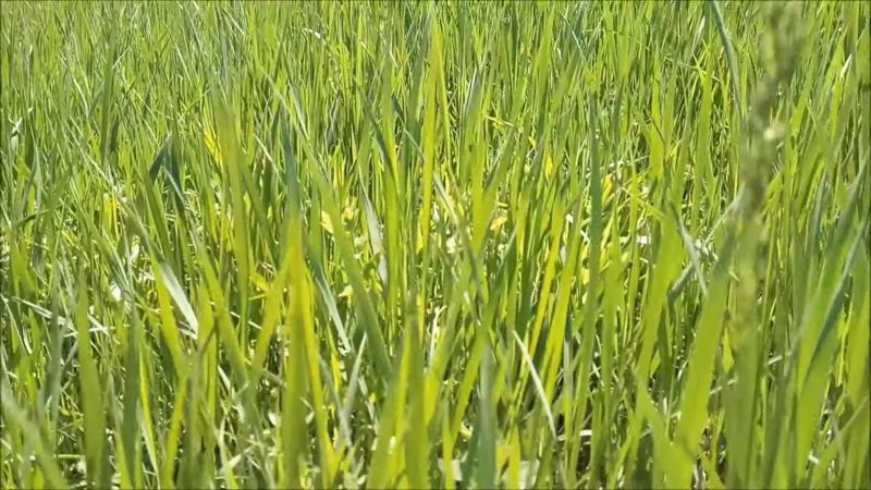Красота травы на поле