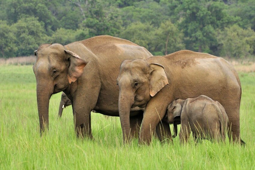 Правда ли, что индийские слоны умеют общаться телепатически?