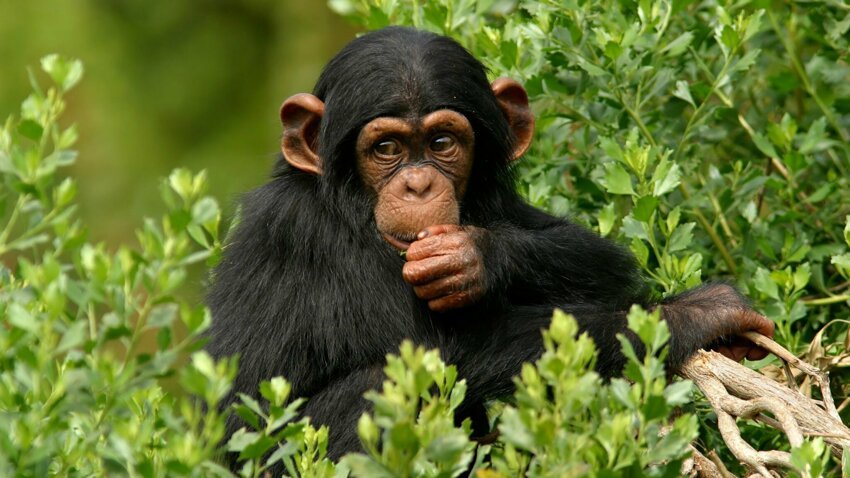 Правда ли, что генетически мужчина ближе к самцу шимпанзе, чем к женщине?