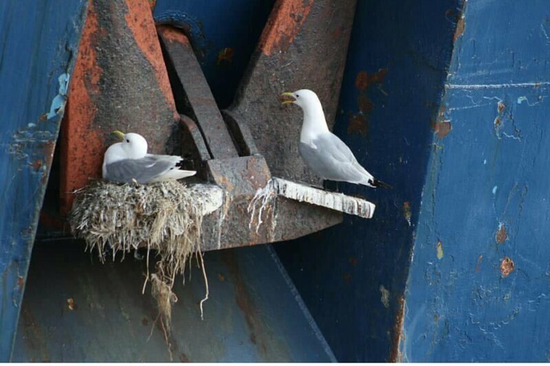Ремонт немного затянулся. От МОРЯК SEALAND